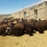 فروش فوری میش وبره