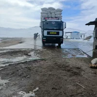 کاه گندم خوراک دامداری ها و گاوداری ها