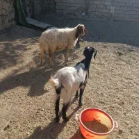 گوسفند وبزغاله|حیوانات مزرعه|دینور, |دیوار