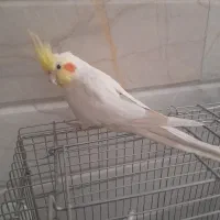 عروس هلندی سخنگو|پرنده|نجف‌آباد, یزدانشهر|دیوار