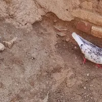 چند عدد کبوتر|پرنده|آباده, |دیوار