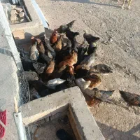 فروش 50عدد مرغ  تخم گذار