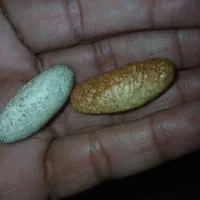 مهره