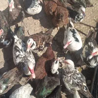 اردک جوان اسرائیلی