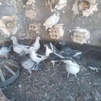 کفترصید|پرنده|مشهد, نیزه|دیوار