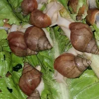 حلزون اسکارگو و آلبینو نژاد اصلی
