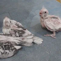 جوجه عروس هلندی