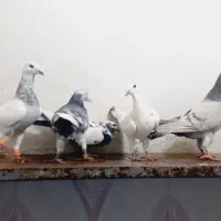 کبوتر سار.پرشی|پرنده|آشخانه, |دیوار