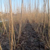 نهال صنوبر عمده و خرده