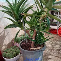 فروش گلدان های کاکتوس|گل و گیاه طبیعی|کرج, برغان|دیوار