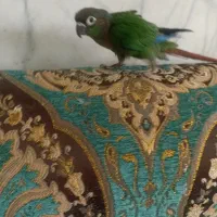 جوجه طوطی گرینچیک 3ماهه