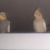 عروس هلندی  مولد وجوجه یکماهه