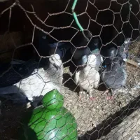پلاکی‌‌وسرور|پرنده|اصفهان, شهرک زاینده رود|دیوار