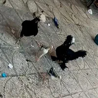 یک مرغ لهستانی و یک مرغ سلطان تخم گذار و دو جوجه|حیوانات مزرعه|قرچک, شهرک الحدید|دیوار