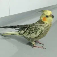 هلندی گم شده