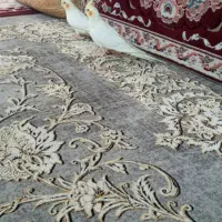 جوجه عروس هلندی|پرنده|شیراز, شریف‌آباد|دیوار