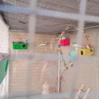 مرغ عشق رنگین کمانی|پرنده|شاهین‌شهر, شهرک گلدیس|دیوار