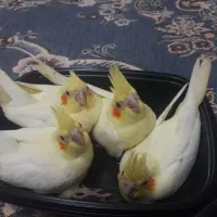 جوجه عروس لوتینو چشم قرمز