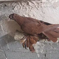 ساری قرمز|پرنده|باسمنج, |دیوار