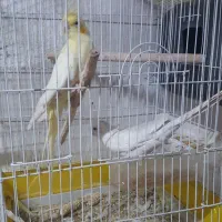 عروس هلندی مولد|پرنده|ارسنجان, |دیوار