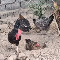غاز مرغ بوقلمون|حیوانات مزرعه|اهواز, پردیس|دیوار