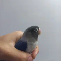 طوطی برزیلی|پرنده|فردیس, منظریه|دیوار