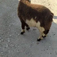 بره نر درجه یک برای فروش