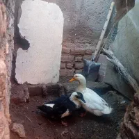 فروش اردک مرغابی