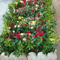 گل کاری وباغبانی هرس کاری وپابیل کردن|خدمات باغبانی و درختکاری|قم, بلوار امین و ساحلی|دیوار