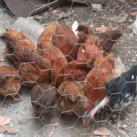 فروش جوجه ۲ ماهه.وجوجه های ۲۰ روزه