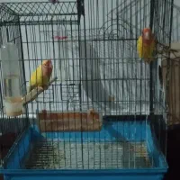 طوطی برزیلی|پرنده|قشلاق دشت, |دیوار