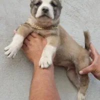 سگ های نگهبان|سگ|کرج, فاز ۳ مهرشهر|دیوار