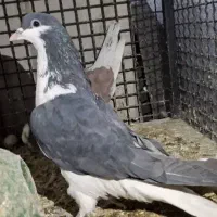 کبوتر چادری