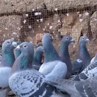 تیپ پلاکی مسافتی