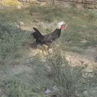 سه مرغ و سه خروس نژاد دار|حیوانات مزرعه|خاوران, |دیوار