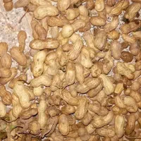 بادام زمینی تازه