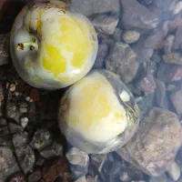 دنبال‌‌برق‌کاری