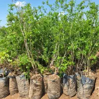 نهال انار ساوه