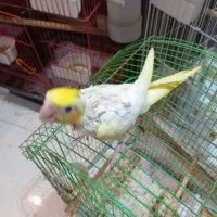 جوجه عروس هلندی