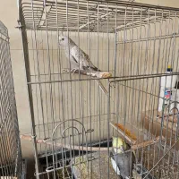 عروس هلندی نر و ماده|پرنده|فلاورجان, |دیوار