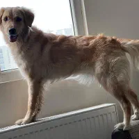 واگذاری گلدن رتریور|سگ|پردیس, فاز ۱۱|دیوار