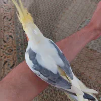 عروس هلندی نر با قفس