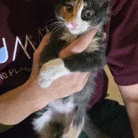 حیوان خانگی|گربه|تهران, تختی|دیوار