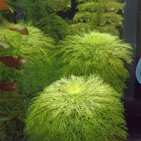 گیاه اکواریوم (پلنت)