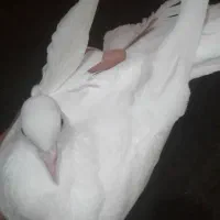 کبوتر پا پر دم چتری  کاکولی ماده ۵۰۰