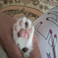 واگذاری بچه گربه تاکسیدو|گربه|قدس, شهر‌قدس|دیوار