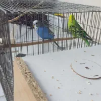 یه جفت مرغ عشق با یک جوجه