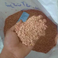 بذر جو صحرا