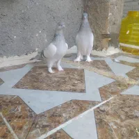 کبوتر|پرنده|اسلام‌‌آباد غرب, |دیوار