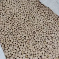 نخود پزا پایه بلند